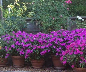 Summer is over but these blooms aren't convinced even when the afternoon sun has faded away.